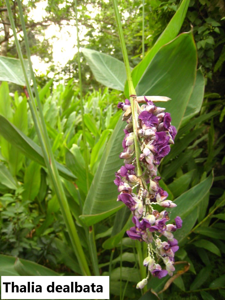 Hardy water canna growing as a tall wetland plant