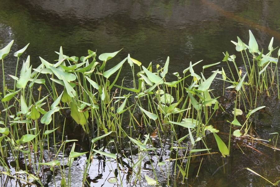 A colony of common arrowhead growing along the edge of water