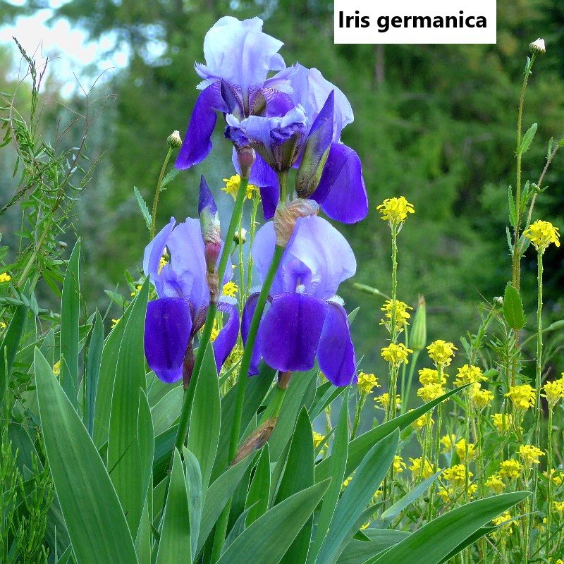 Water iris flowering in a wet pond-edge planting
