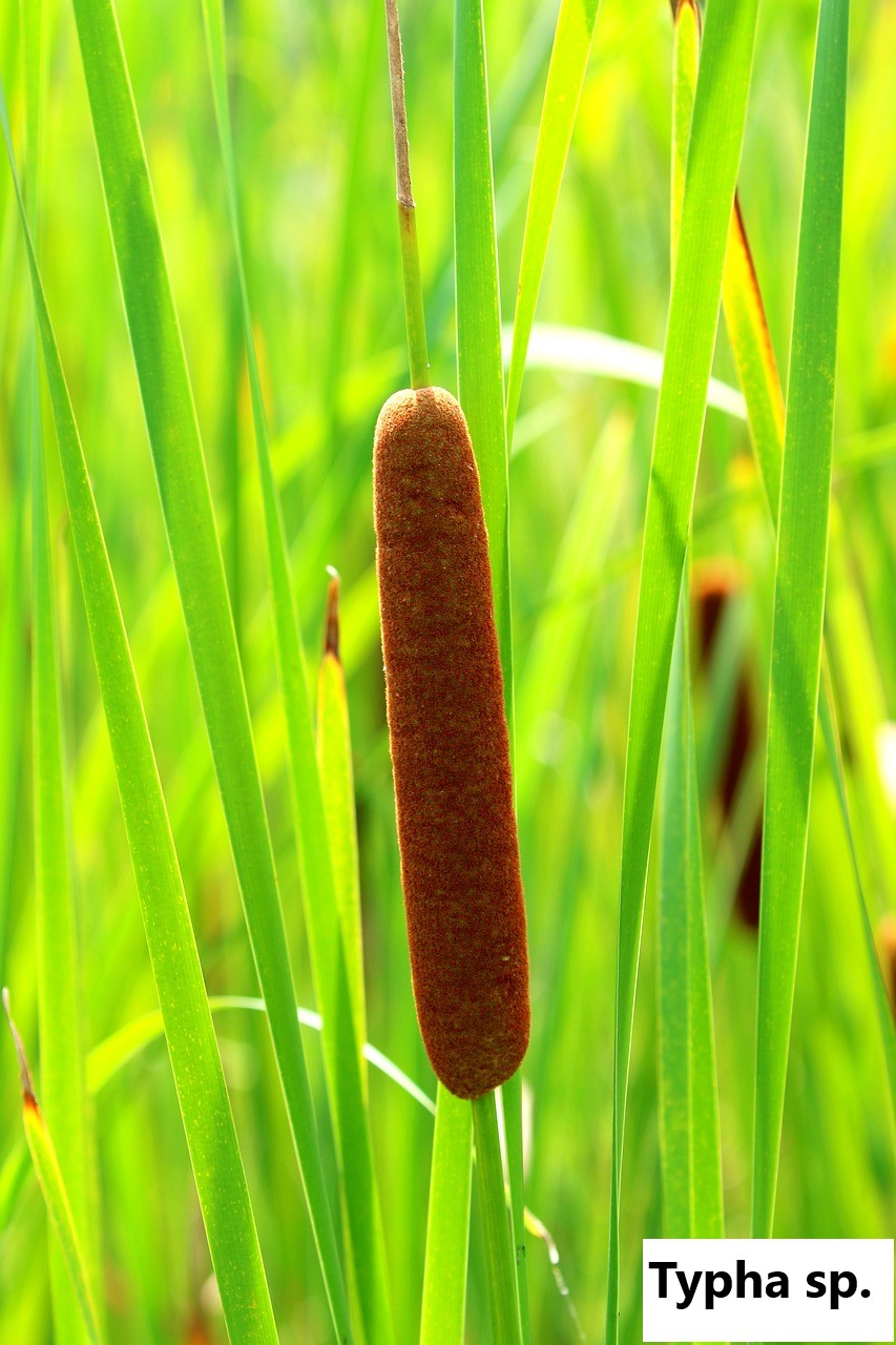Tall cattail stems and brown seed heads