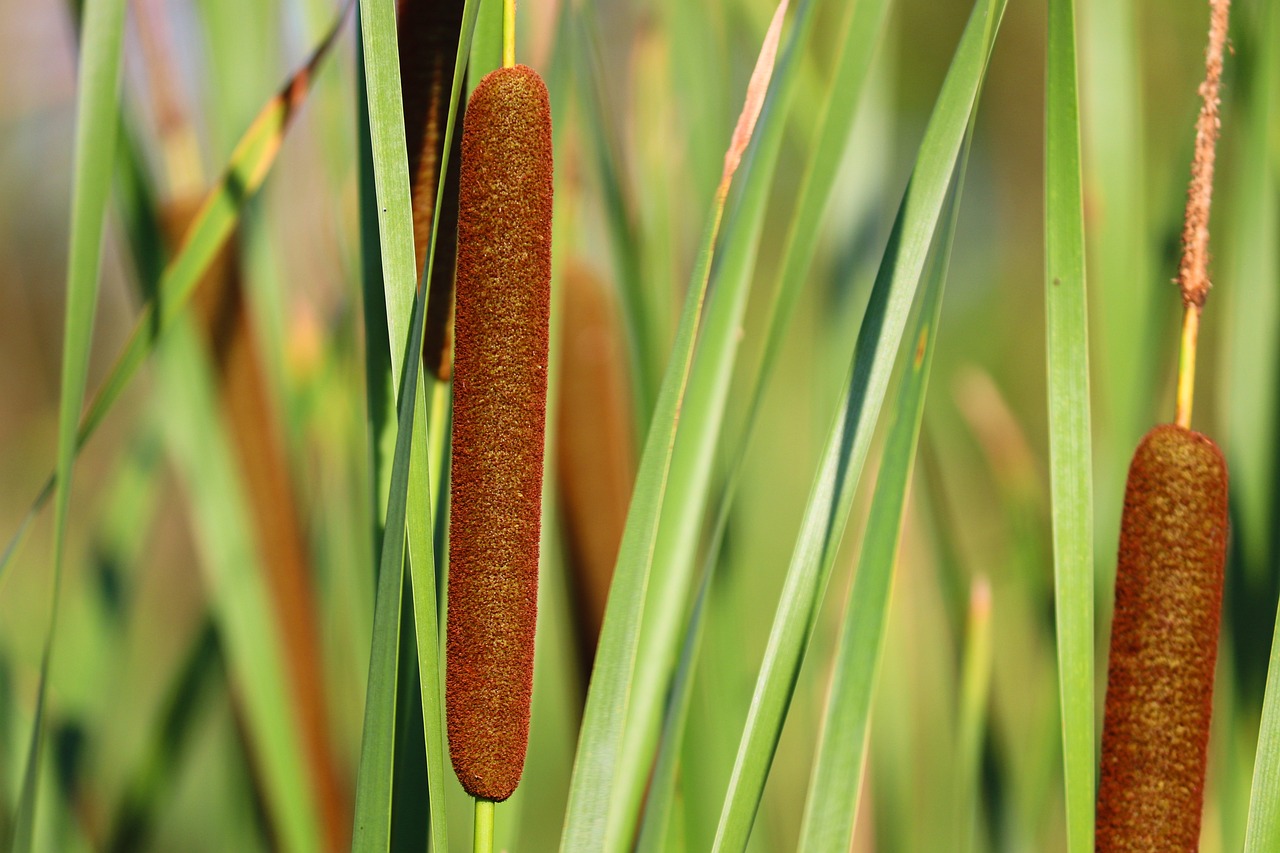 Dense stand of cattails at the edge of open water