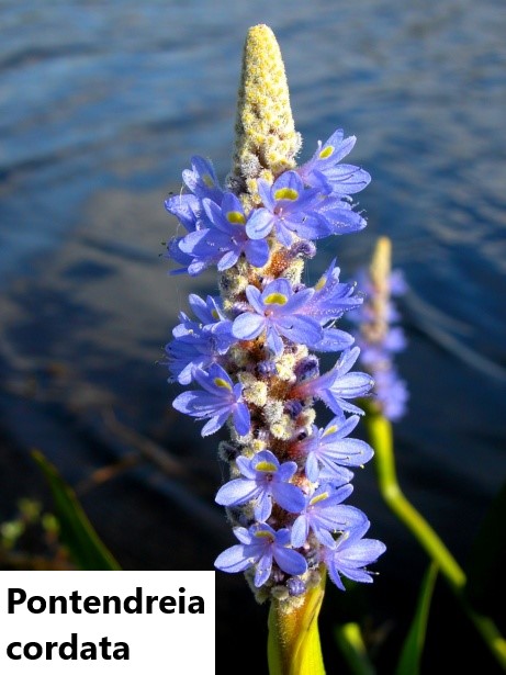 Pickerelweed flowers and foliage growing in a wet pond-edge planting