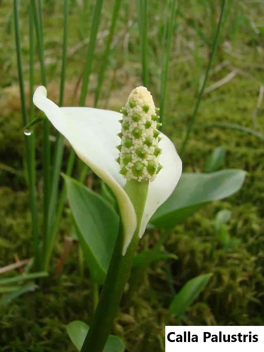 Water arum growing in a cool wet habitat