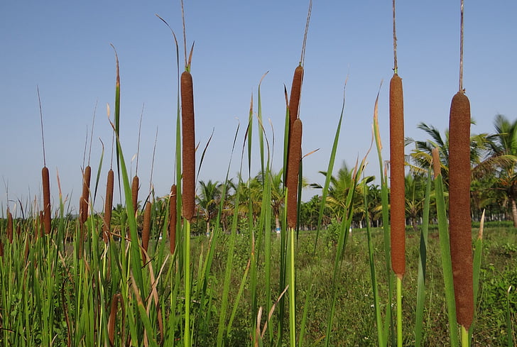 Narrowleaf cattail foliage and seed heads